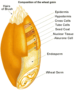Corn Of Wheat